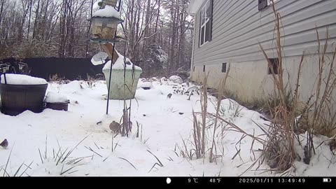 18 Minutes of Birds At Feeder