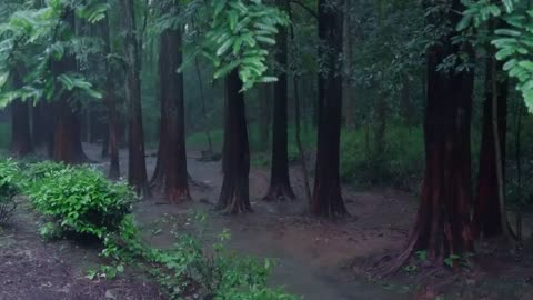 The streams and rain in the valley