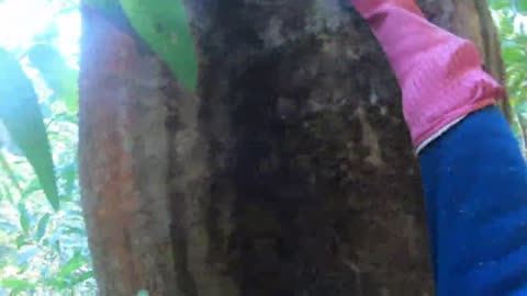 tree climbing skills without fear of heights harvesting honey from dangerous tall trees