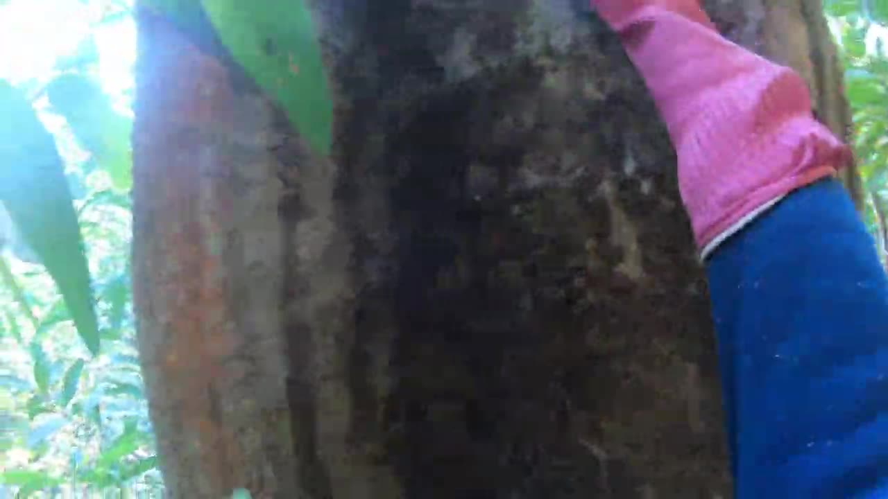 tree climbing skills without fear of heights harvesting honey from dangerous tall trees