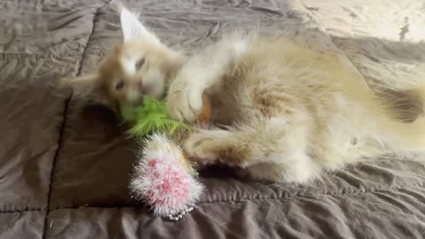 Clementine - Red Maine Coon Kitten - Two Months old.