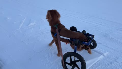 Being in a Wheelchair Has Not Changed This Dog's Love for Bunnies