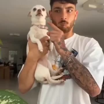 Funny Animals 2024 😂 - Funniest Cats and Dogs video 🐱 🐶