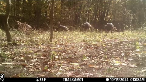 Huge Flock Of Turkeys #trailcameravideo #shorts