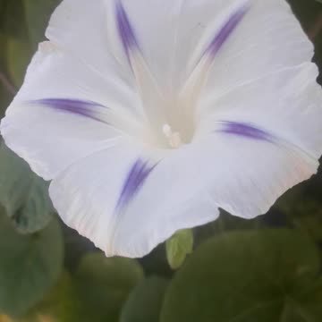 Morning Glory for Friends Naturefourseasons