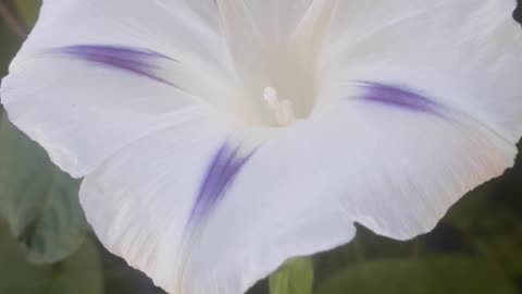 Morning Glory for Friends Naturefourseasons