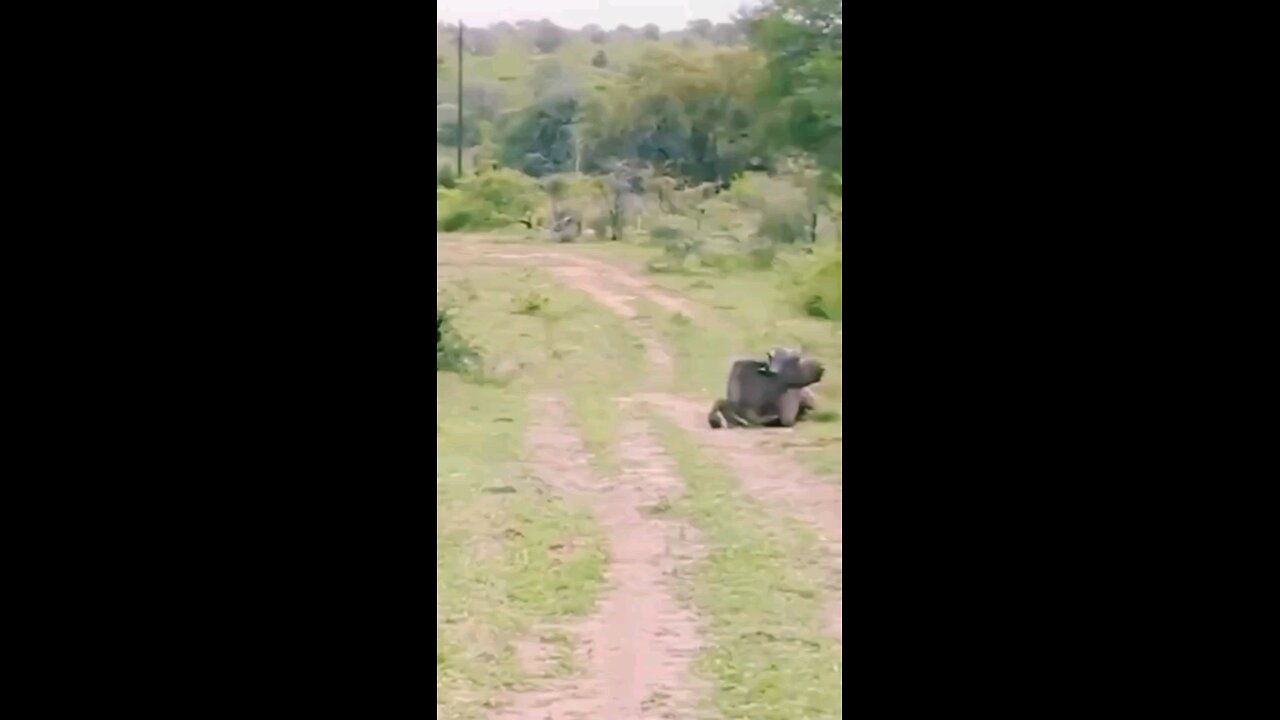 forest friendship