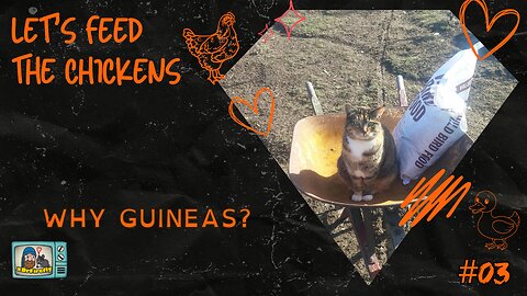 Why Guineas? part 2 | Let's Feed the Chickens E03b