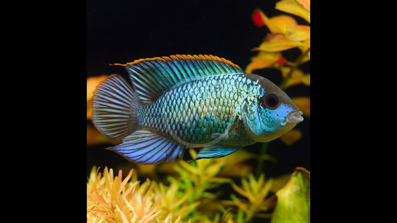 The Truth About Electric Blue Acara