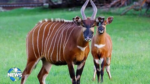 Kenya receives 17 Mountain Bongos repatriated from Florida, USA