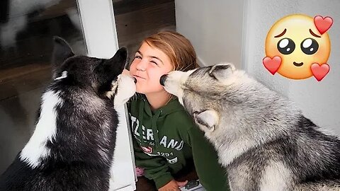 Huskies Kissing Girl Is The Cutest Thing Ever!. PSN Experiment