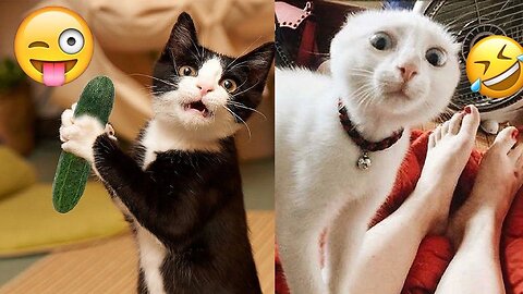 🤣 Funniest Cats Ever! Try Not to Laugh at These Hilarious Cat Moments! 🐱😂