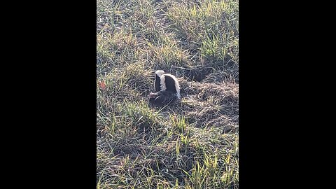 scent control for K9 trapping