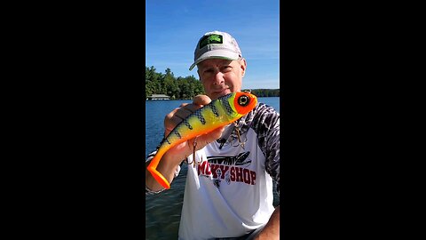 Magnus Swimbait From Livingston Lures