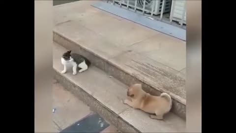 Funny Pet