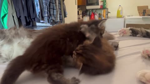 Maine Coon Kittens - Kitten scraps. Monarch and Thompson never stop fighting.