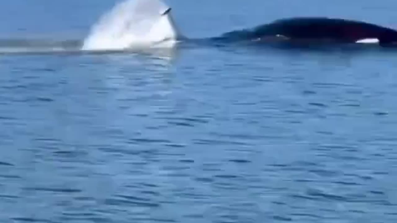 Look at this amazing ride