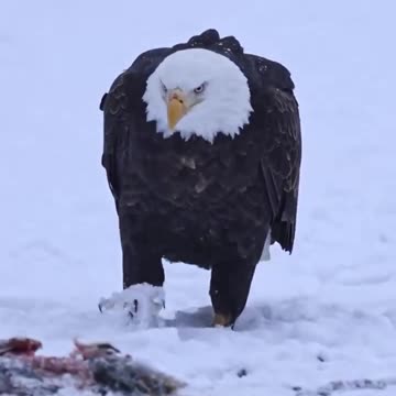 President Trump walking into Congress to give his Joint Address Tonight