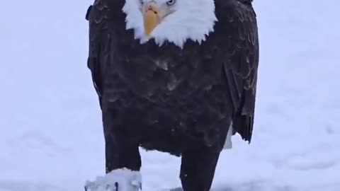 President Trump walking into Congress to give his Joint Address Tonight