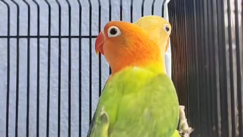 Love birds