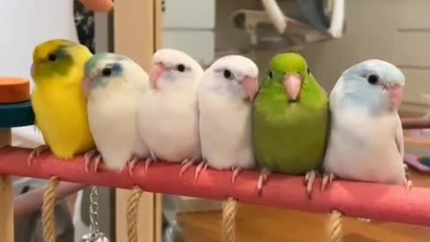 Funny Parrot 🦜