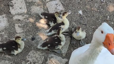 George the goose protecting the new ducklings