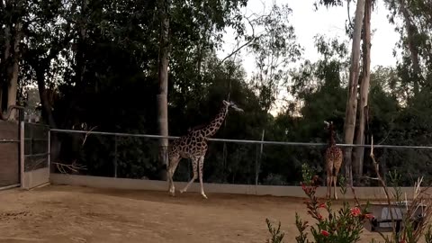 Rhino and Giraffe enclosures at the San Diego Zoo