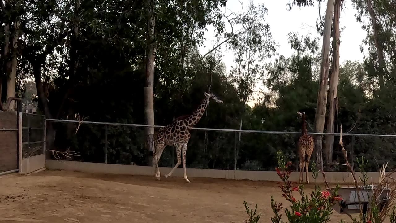 Rhino and Giraffe enclosures at the San Diego Zoo