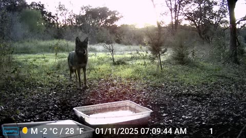 Coyote Finds Water Under Ice