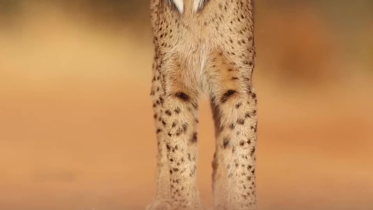 Iberian Lynx