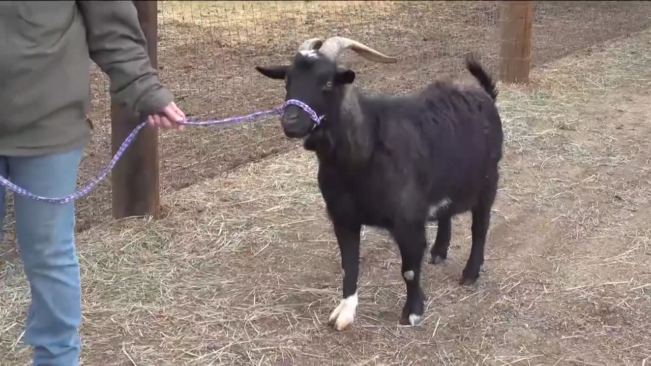 A goat for their GOAT: Chargers adopt a goat to honor former tight end Antonio Gates