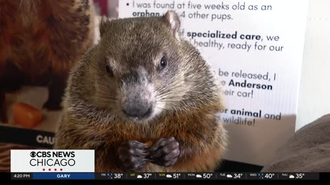 Wanda prepares to make her debut for Groundhog Day in Elburn, Illinois