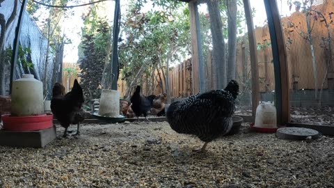 Backyard Chickens Continuous Video Sounds Noise Hens Roosters!