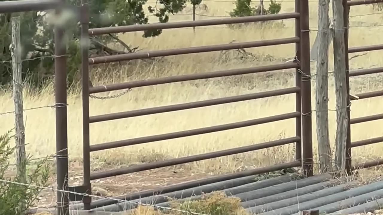 Weirdly Vibrating Gate