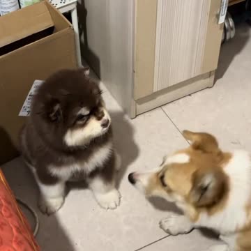 Never Underestimate a Little Dog