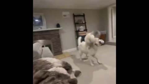 Dog Gone!