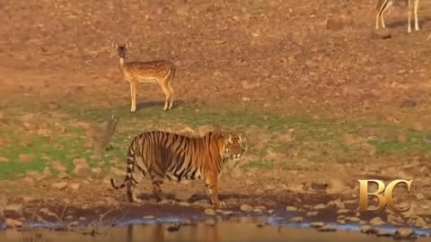 India’s tiger population doubles in a decade