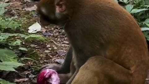 Monkey eating onion