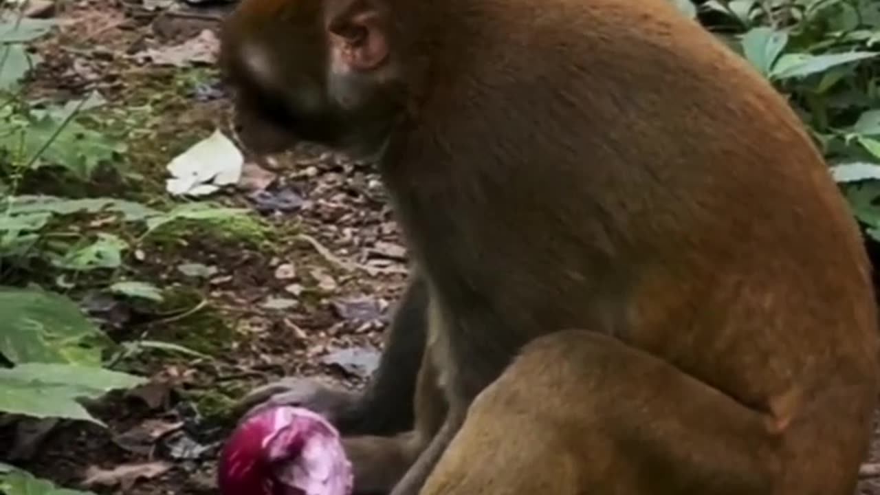 Monkey eating onion