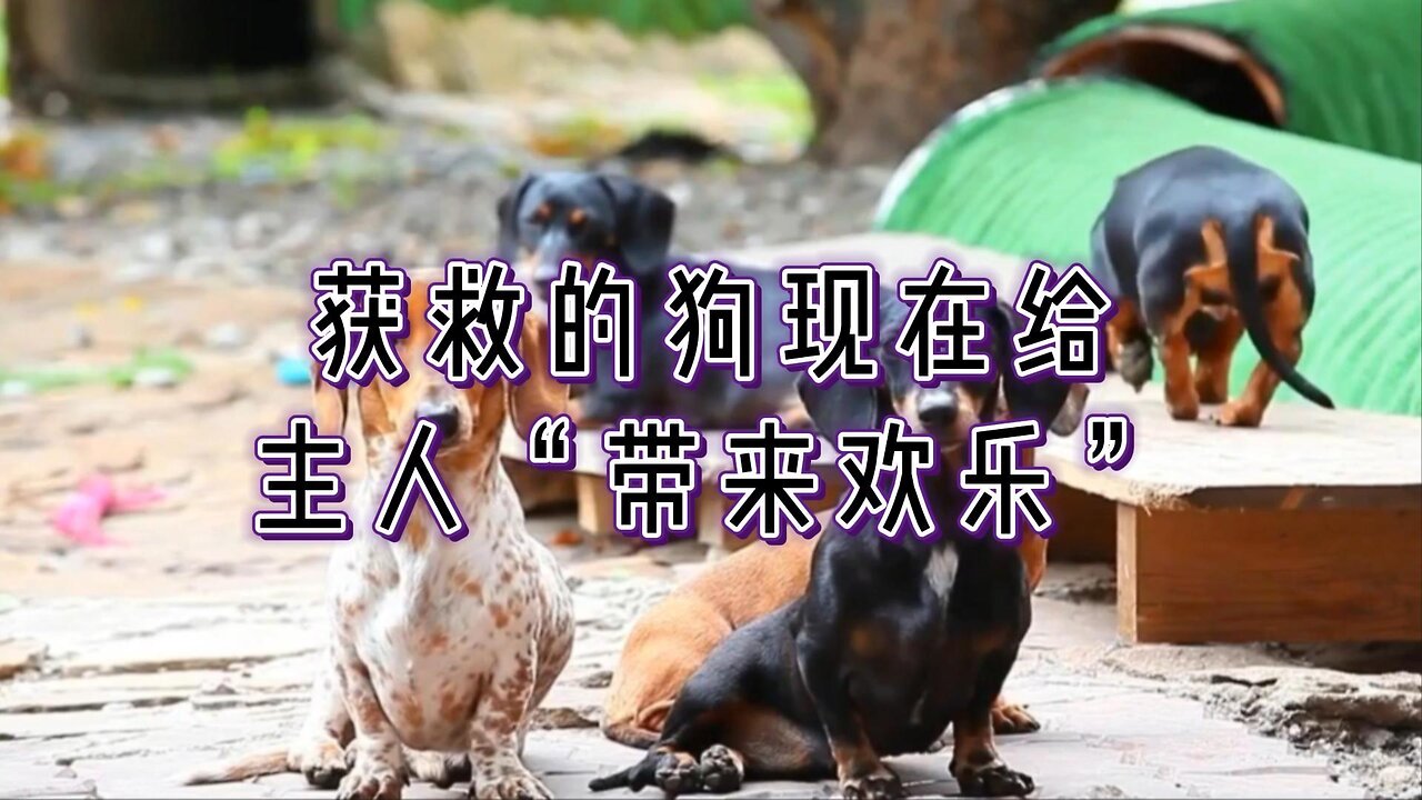 获救的狗现在给主人“带来欢乐”