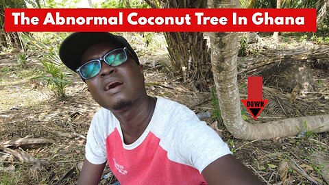 The Abnormal Coconut Tree in Ghana
