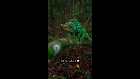 Best Animal ..The Chameleon