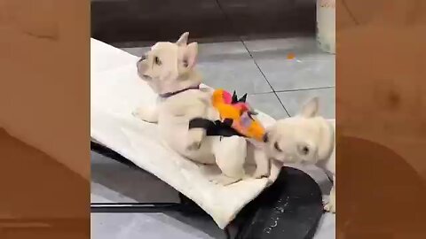 new video 🐕 funny comedy