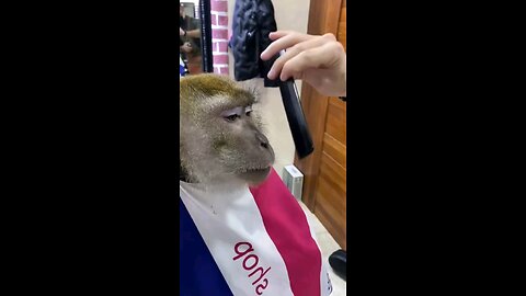 "Scared Barber Trims Monkey’s Hair"