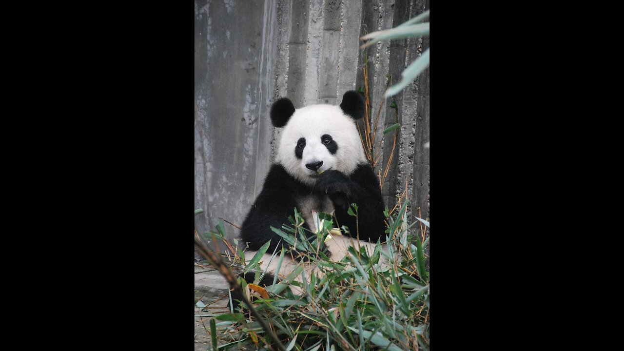 "Adorable Panda Eating Bamboo - So Cute! 🐼🍃"