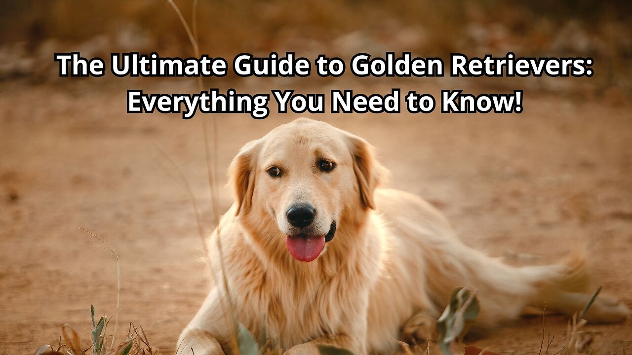 The Ultimate Guide to Golden Retrievers: Everything You Need to Know!