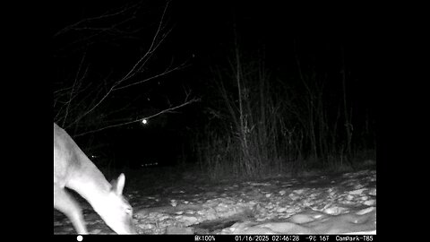 Deer Cam 01-16-2025