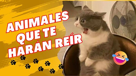 ♥️🐶Animales que te harán reír 🤣 #24 🐱😂