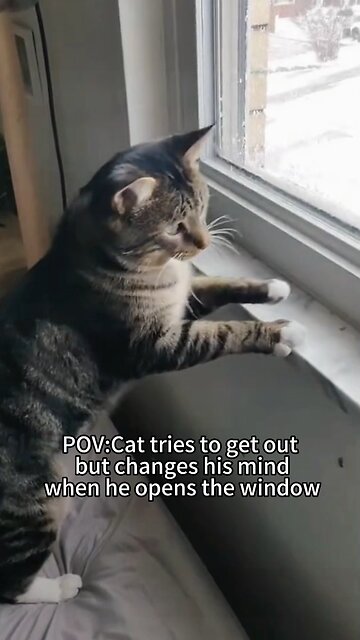 Cold Winter🆚Cats (🥶🆚😸) #cats# funny #animals