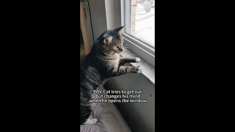 Cold Winter🆚Cats (🥶🆚😸) #cats# funny #animals